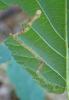 Stigmella sp.